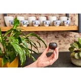 Shelly H&T, Thermodetektor schwarz