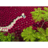 Ravensburger Puzzle Ein Meer aus Rot 500 Teile